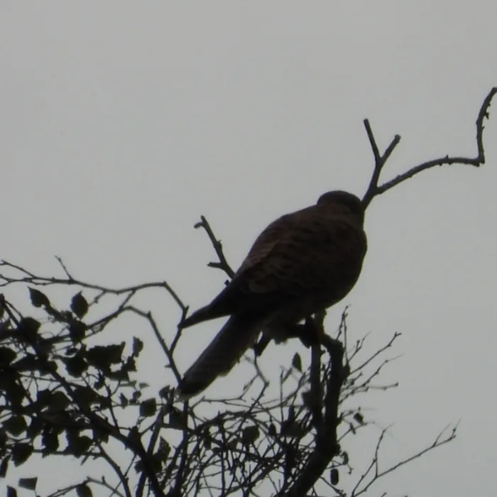 Spotted Eurasian Kestrel