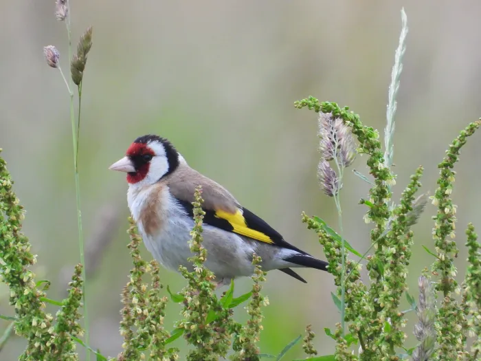 Spotted European Goldfinch