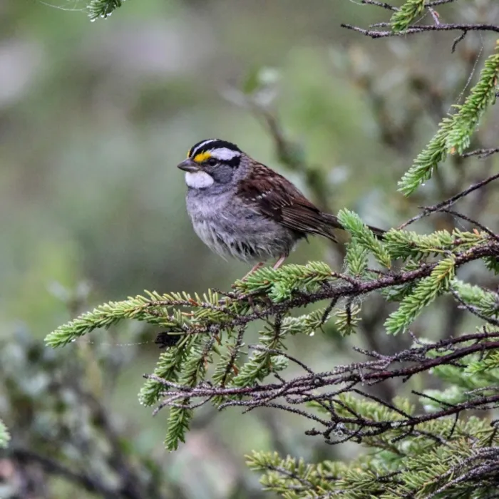 Gespotte Witkeelgors