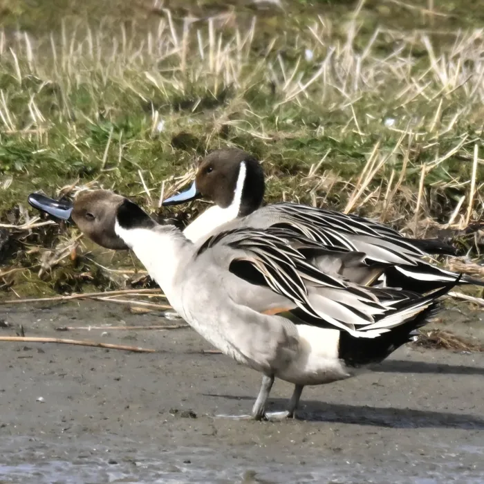 Spotted Northern Pintail