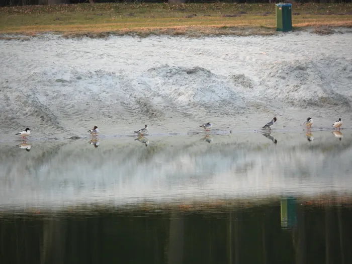 Gespotte Grote zaagbek