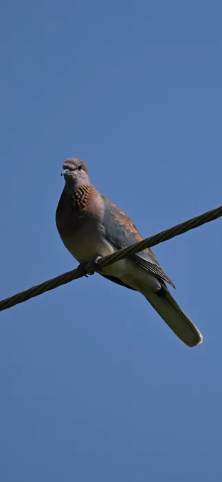 Waargenomen Palmtortel