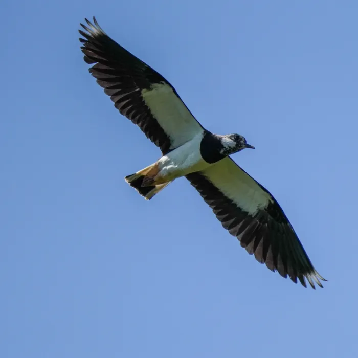 Northern Lapwing