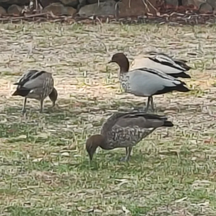 Spotted Maned Duck