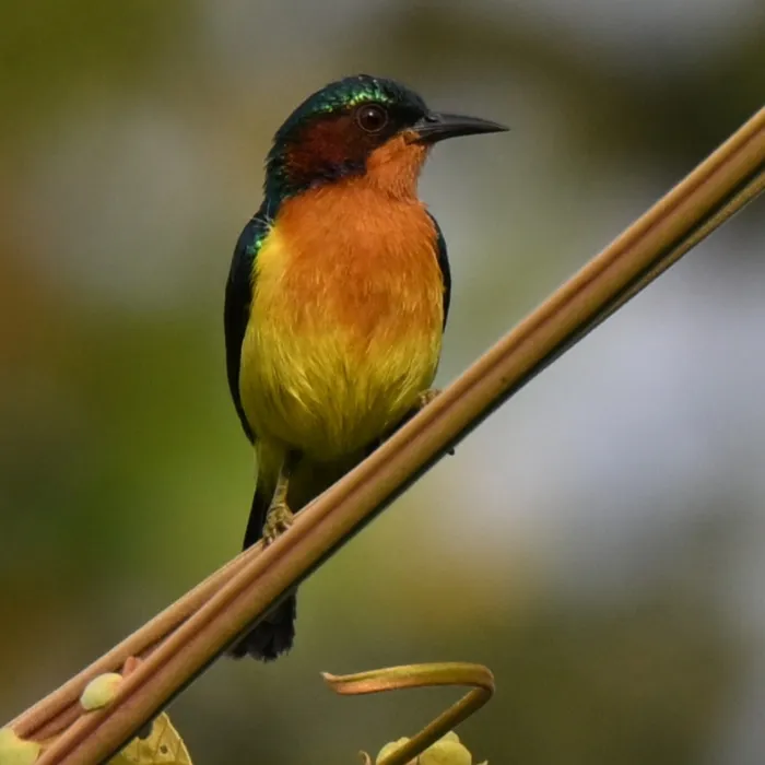 Gespotte Roodwanghoningzuiger