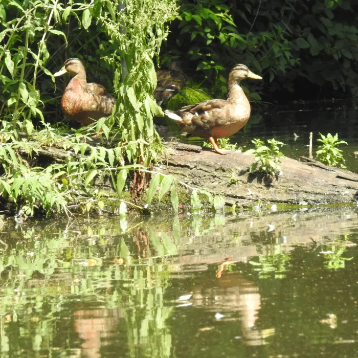 Spotted Mallard