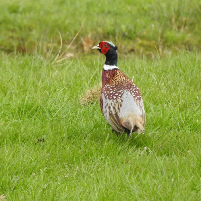 Spotted Ring-necked Pheasant
