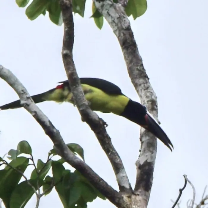 Spotted Green Aracari