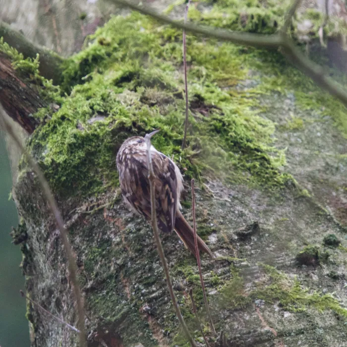 Spotted Short-toed Treecreeper