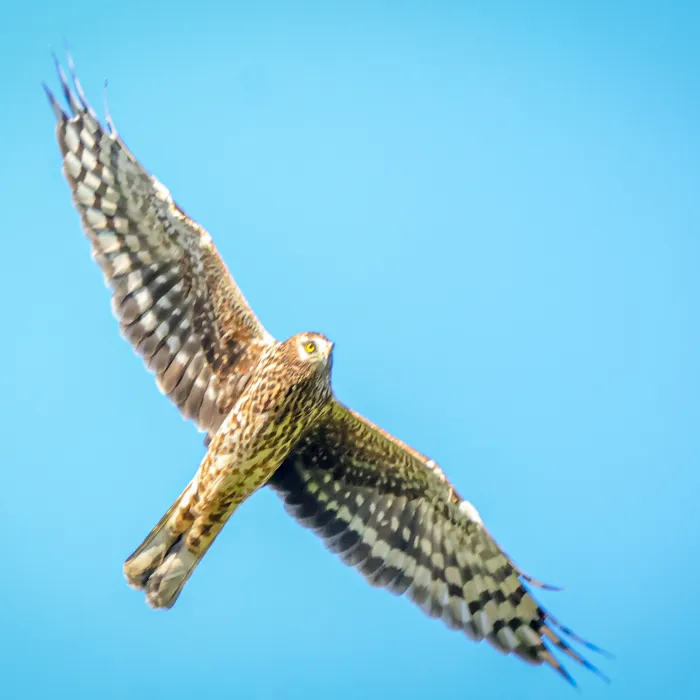Spotted Hen Harrier