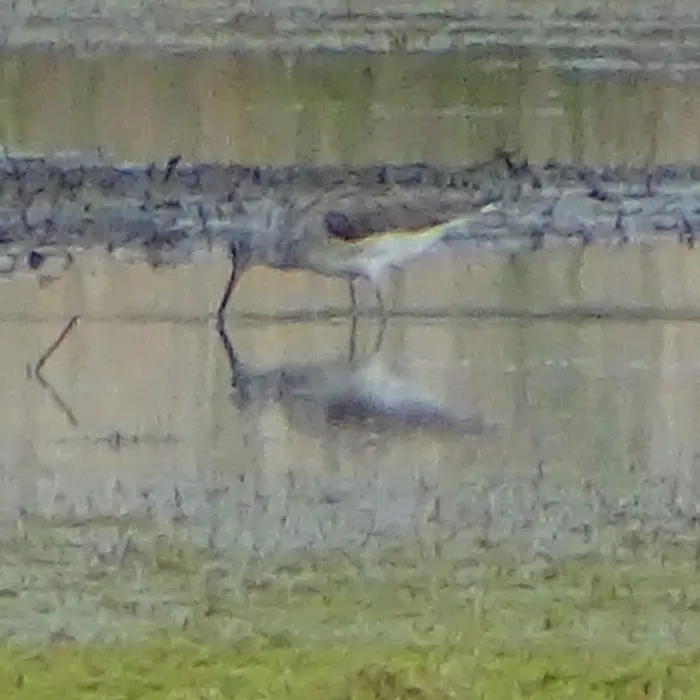Spotted Common Greenshank