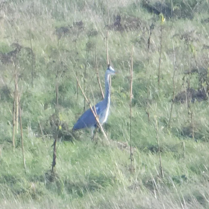 Spotted Gray Heron