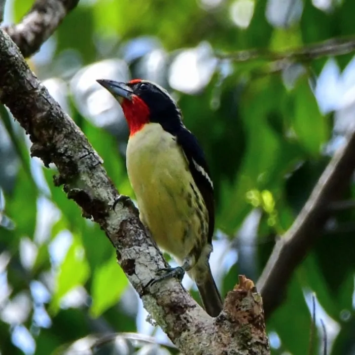 Spotted Black-spotted Barbet