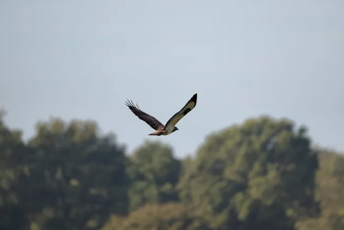 Waargenomen Buizerd