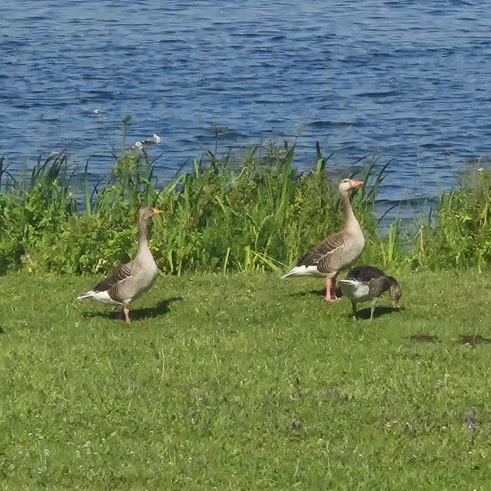 Spotted Graylag Goose