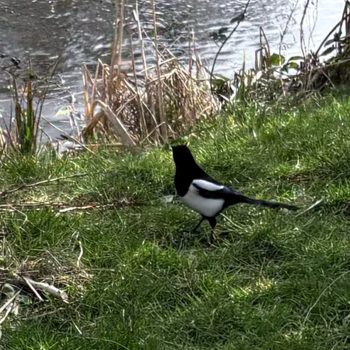 Eurasian Magpie