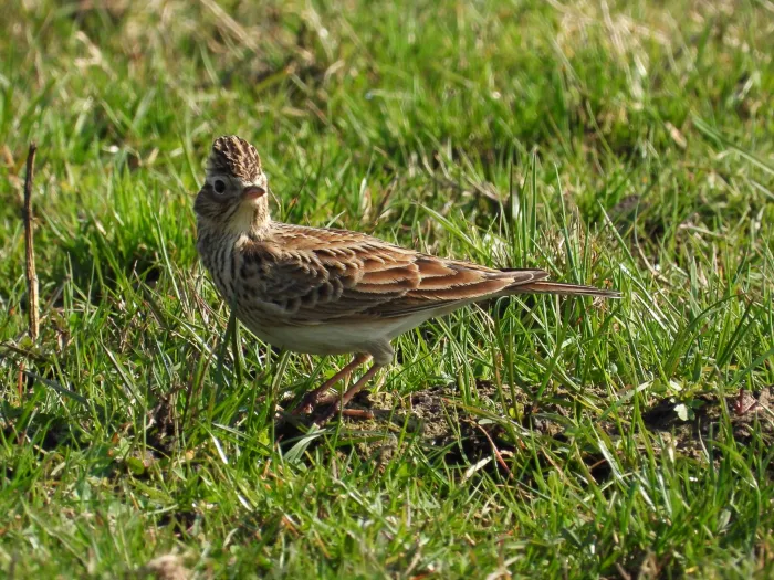 Gespotte Veldleeuwerik