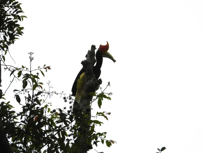 Gespotte Gewone neushoornvogel