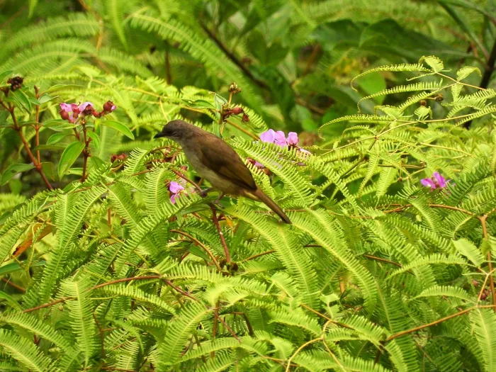 Gespotte Olijfbuulbuul