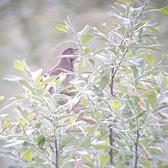 Spotted Savi's Warbler