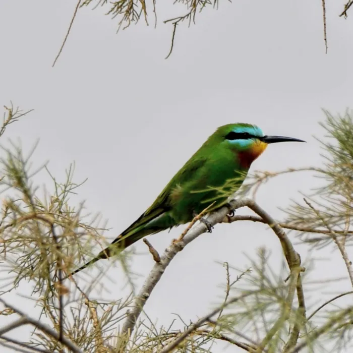 Gespotte Groene bijeneter