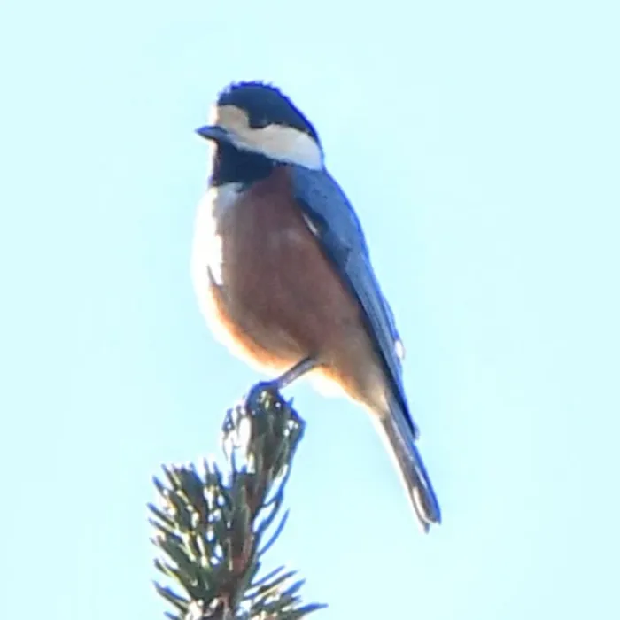 Spotted Varied Tit