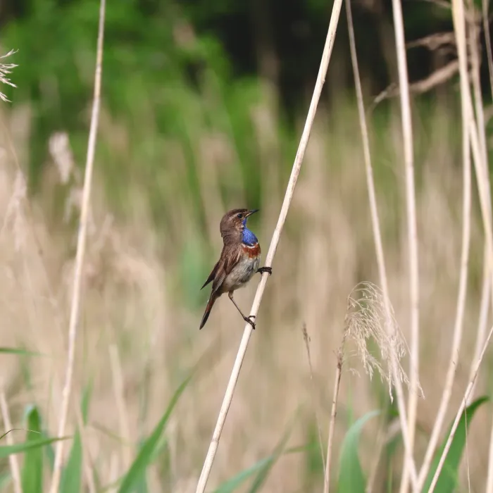 Waargenomen Blauwborst