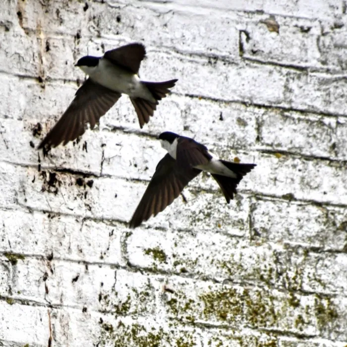 Spotted Western House-Martin