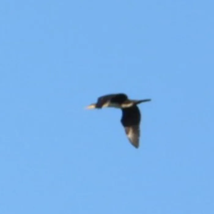 Spotted Great Cormorant