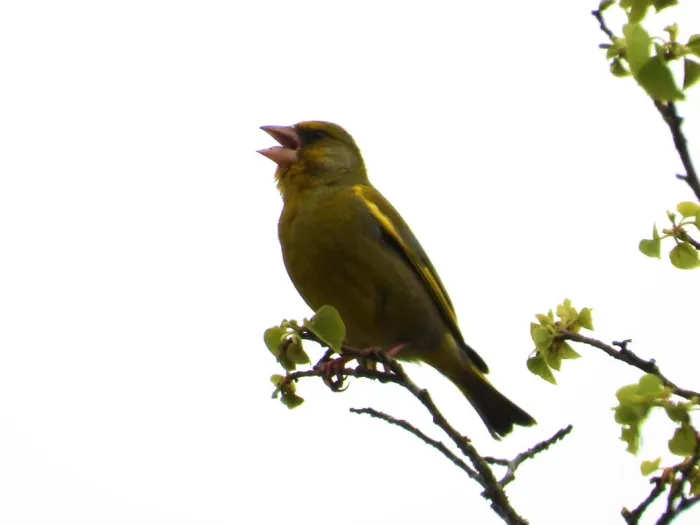 Spotted European Greenfinch
