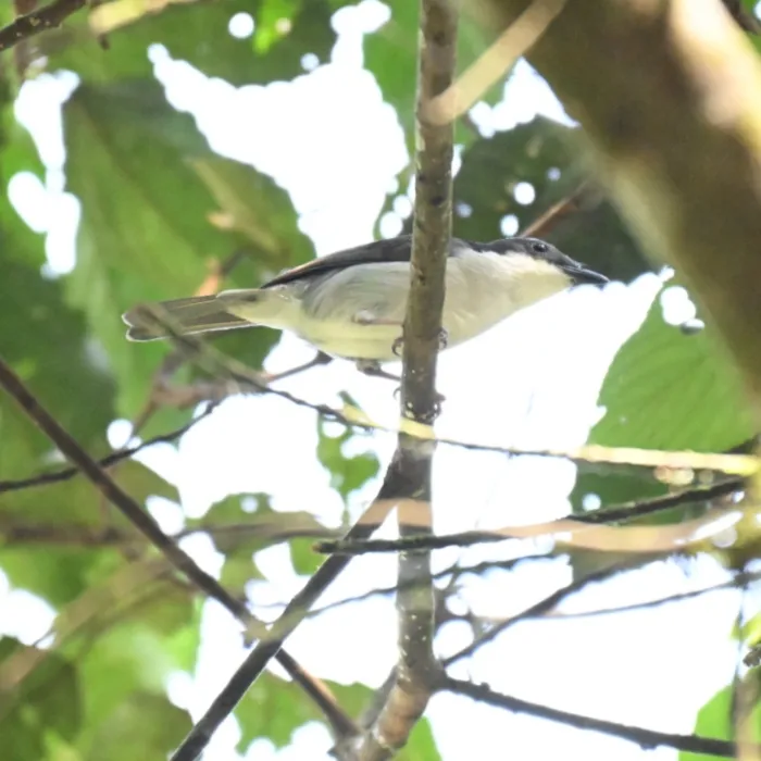 Spotted African Shrike-flycatcher