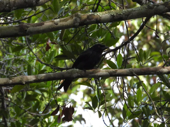 Gespotte Vlaggendrongo