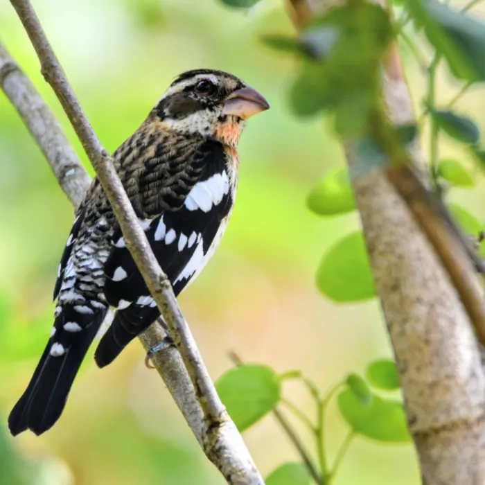 Gespotte Roodborstkardinaal