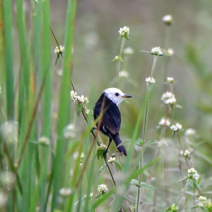 Spotted White-headed Marsh Tyrant