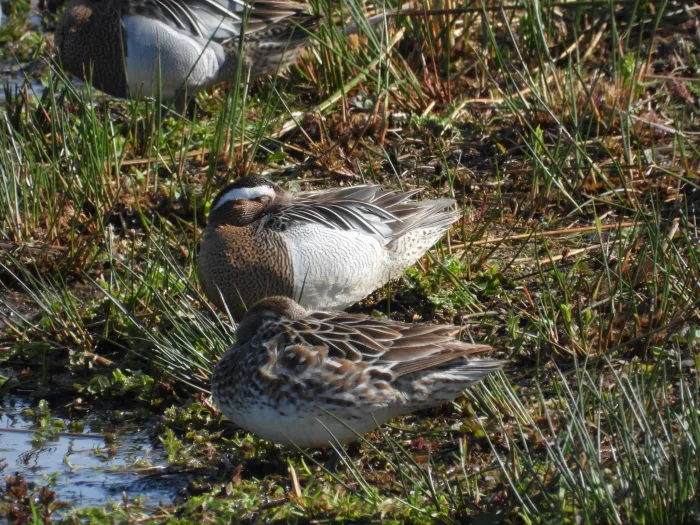 Gespotte Zomertaling