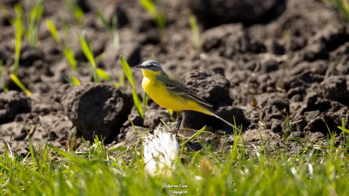 Western Yellow Wagtail