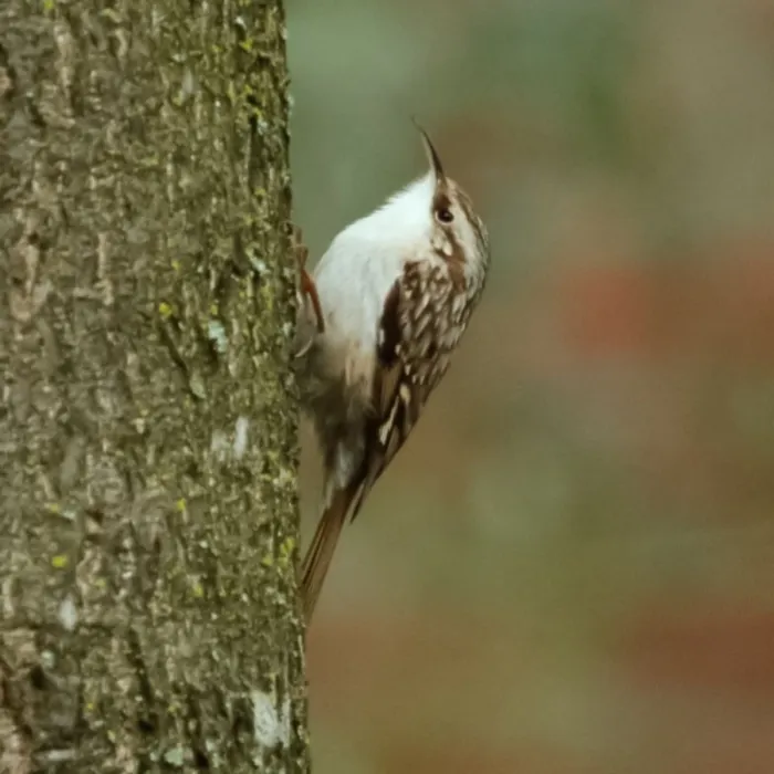 Spotted Eurasian Treecreeper