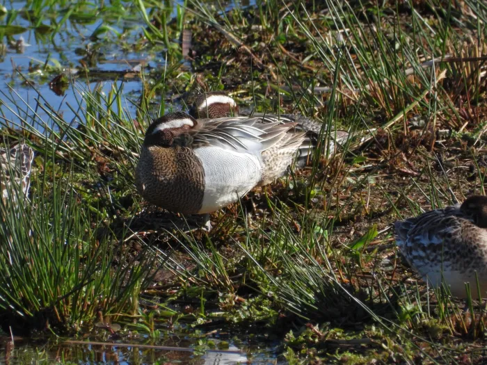 Gespotte Zomertaling