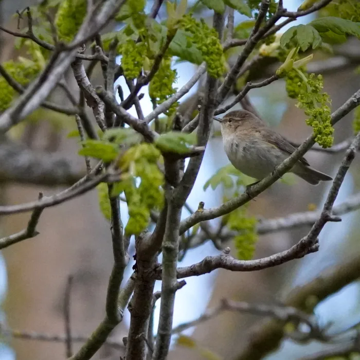 Common Chiffchaff