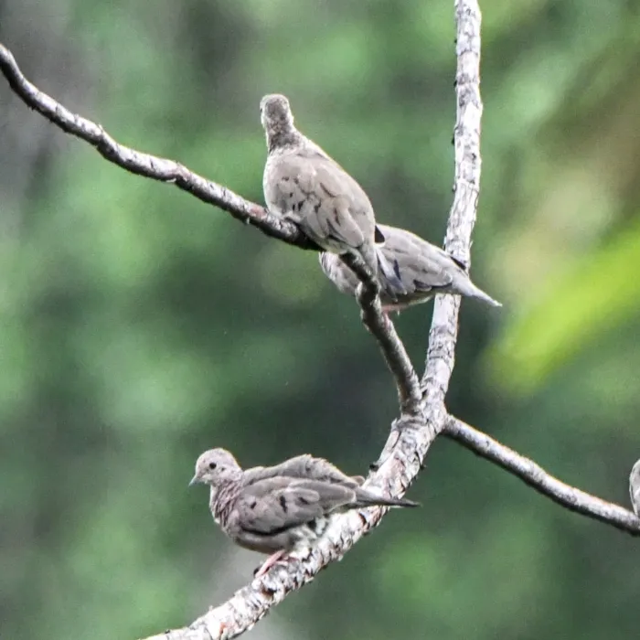 Spotted Common Ground Dove
