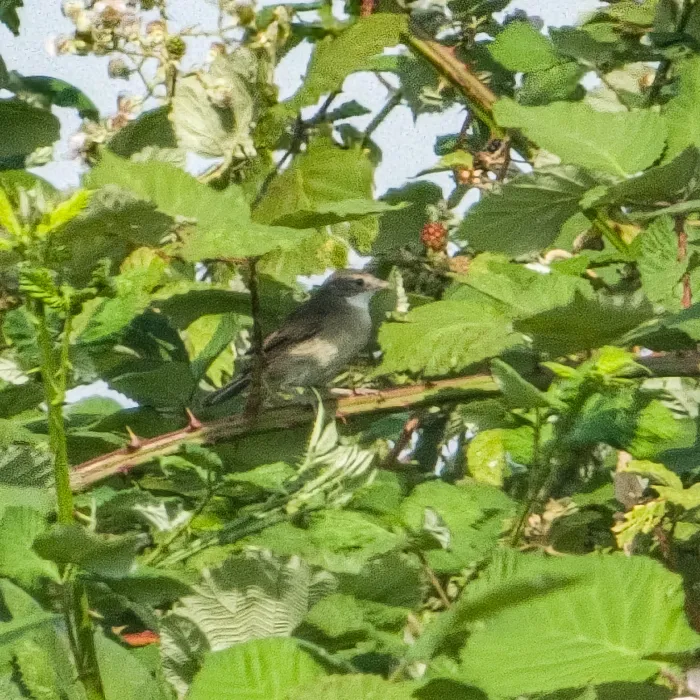 Grasmus