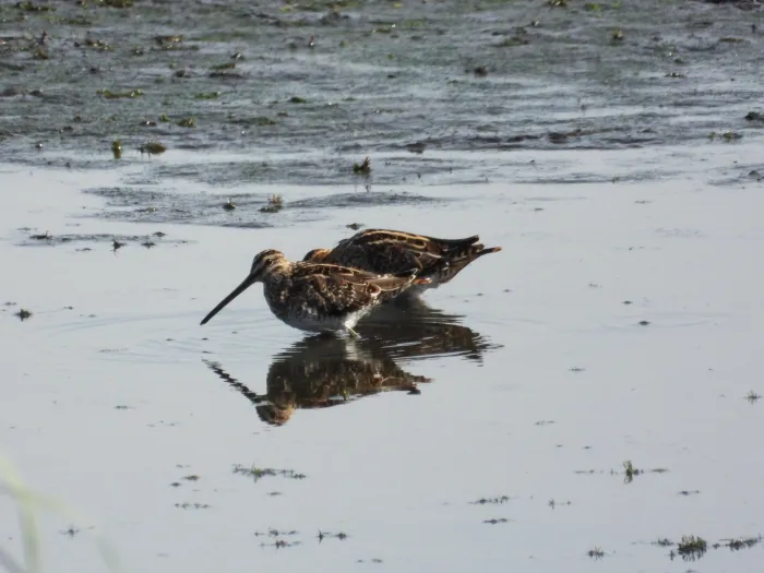 Spotted Common Snipe