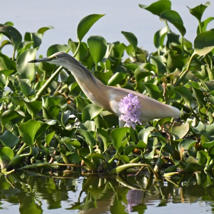 Spotted Squacco Heron