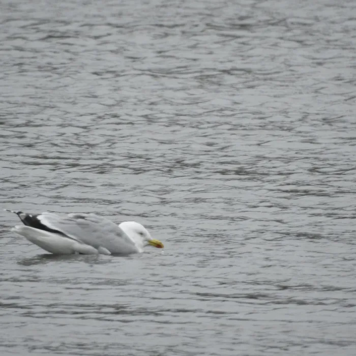 Gespotte Zilvermeeuw