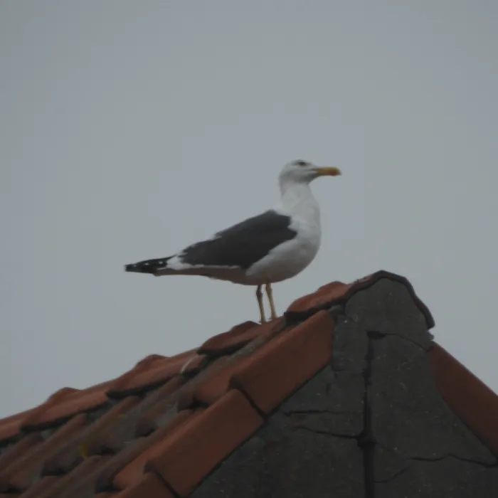 Spotted Lesser Black-backed Gull