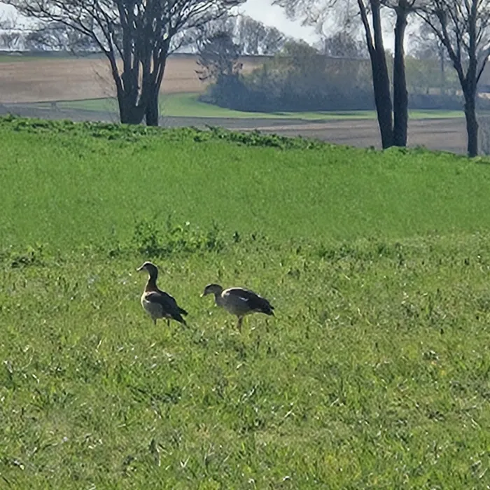 Spotted Egyptian Goose