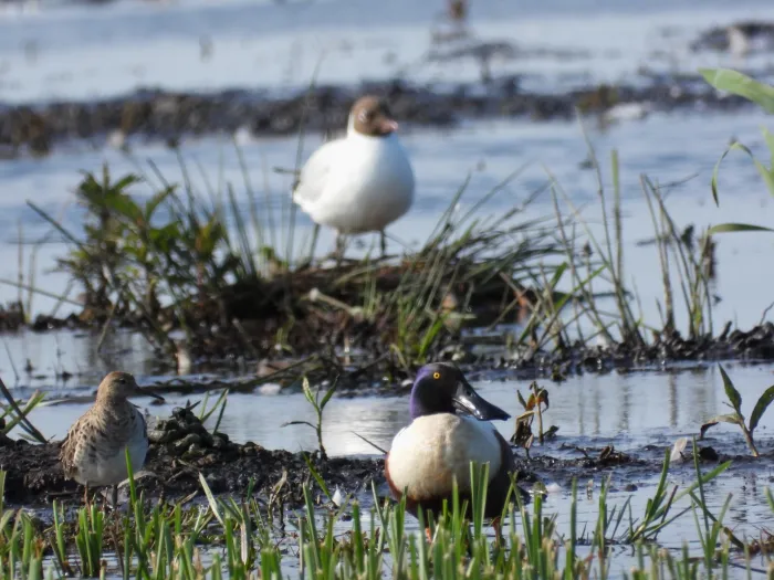 Spotted Northern Shoveler