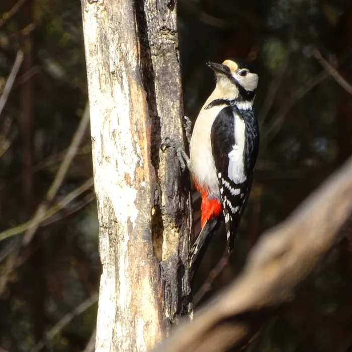Gespotte Grote bonte specht