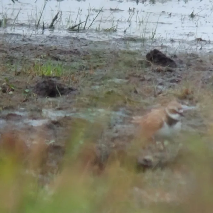 Spotted Little Ringed Plover