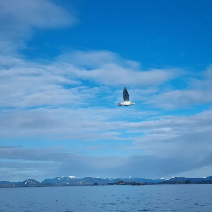 Spotted Glaucous-winged Gull